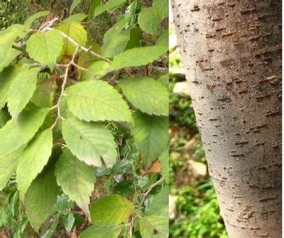 闊葉樹種|解密臺灣木材